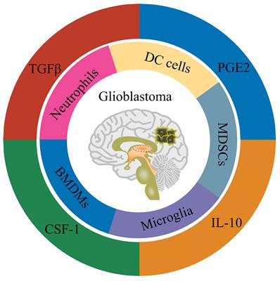 Frontiers Car Nk Cell Therapy For Glioblastoma What To Do Next